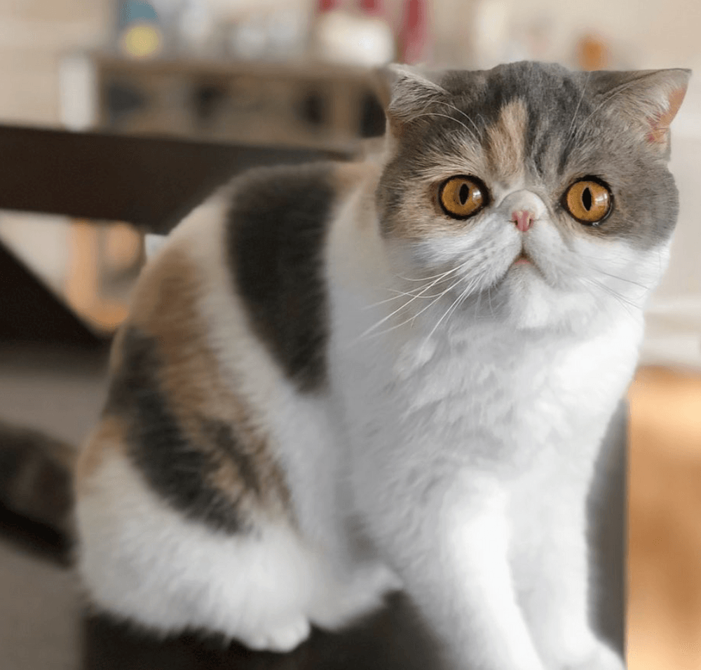 Exotic Shorthair | United States | Bellamoree Exotics