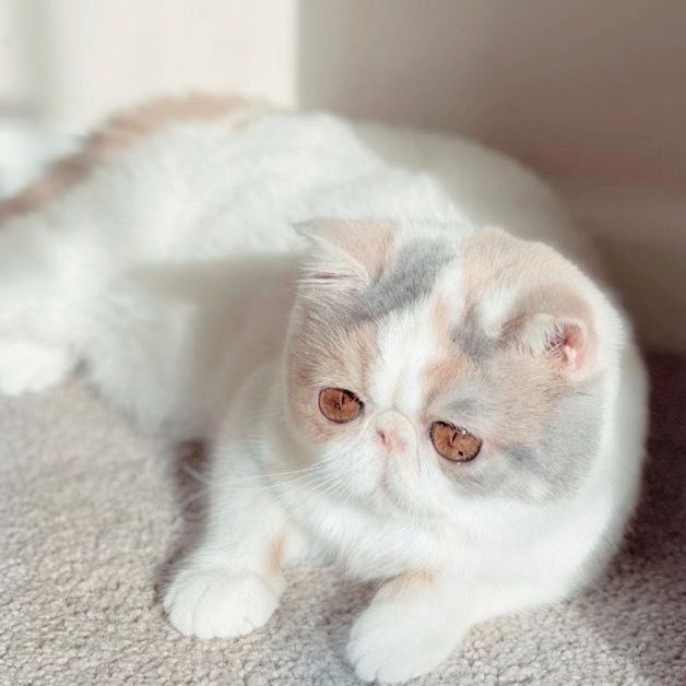 British Shorthair Calico