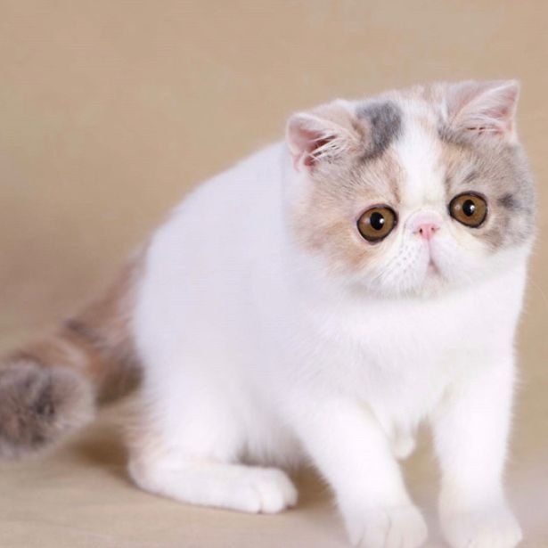 Exotic shorthair cream PuffStuff Cattery