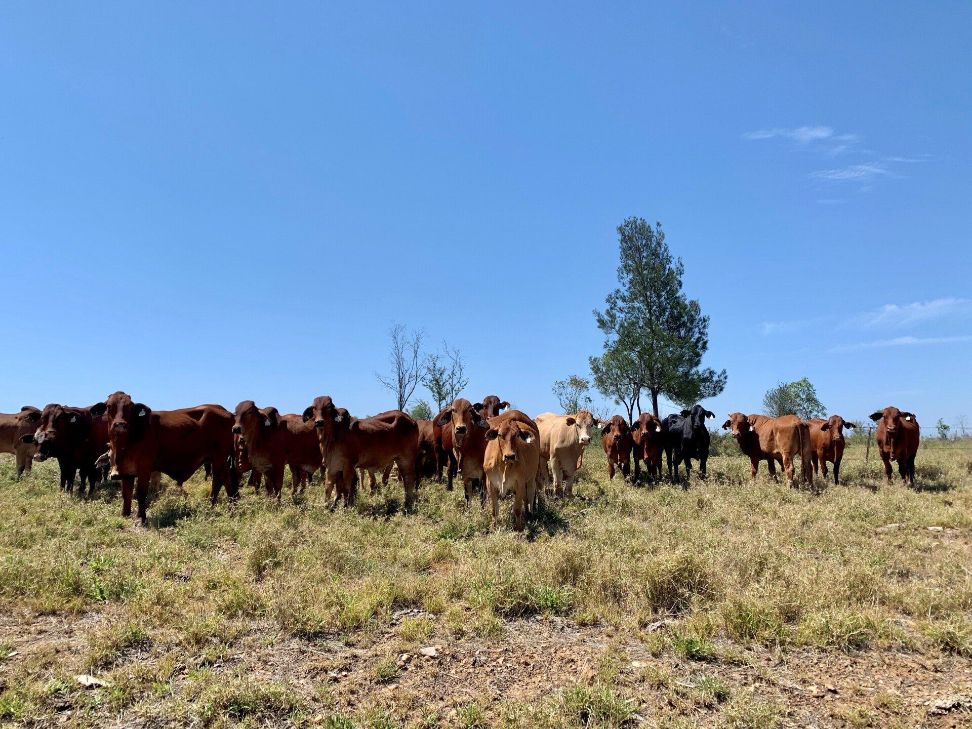 Cows grazing near a concrete trough