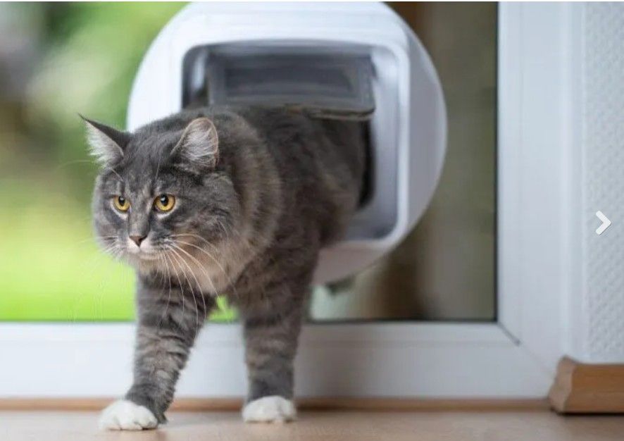 Gray tabby cat stepping out of a white pet door onto a wooden floor