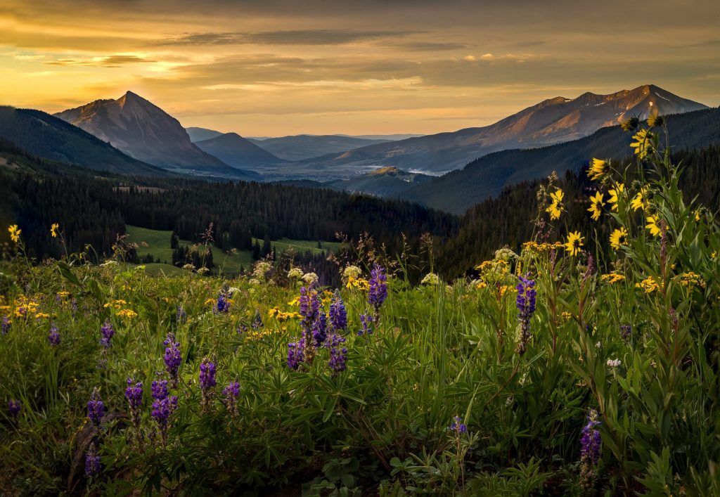 Mountain vista with wildflowers in the foreground, golden hour sunlight, purple and yellow flowers.