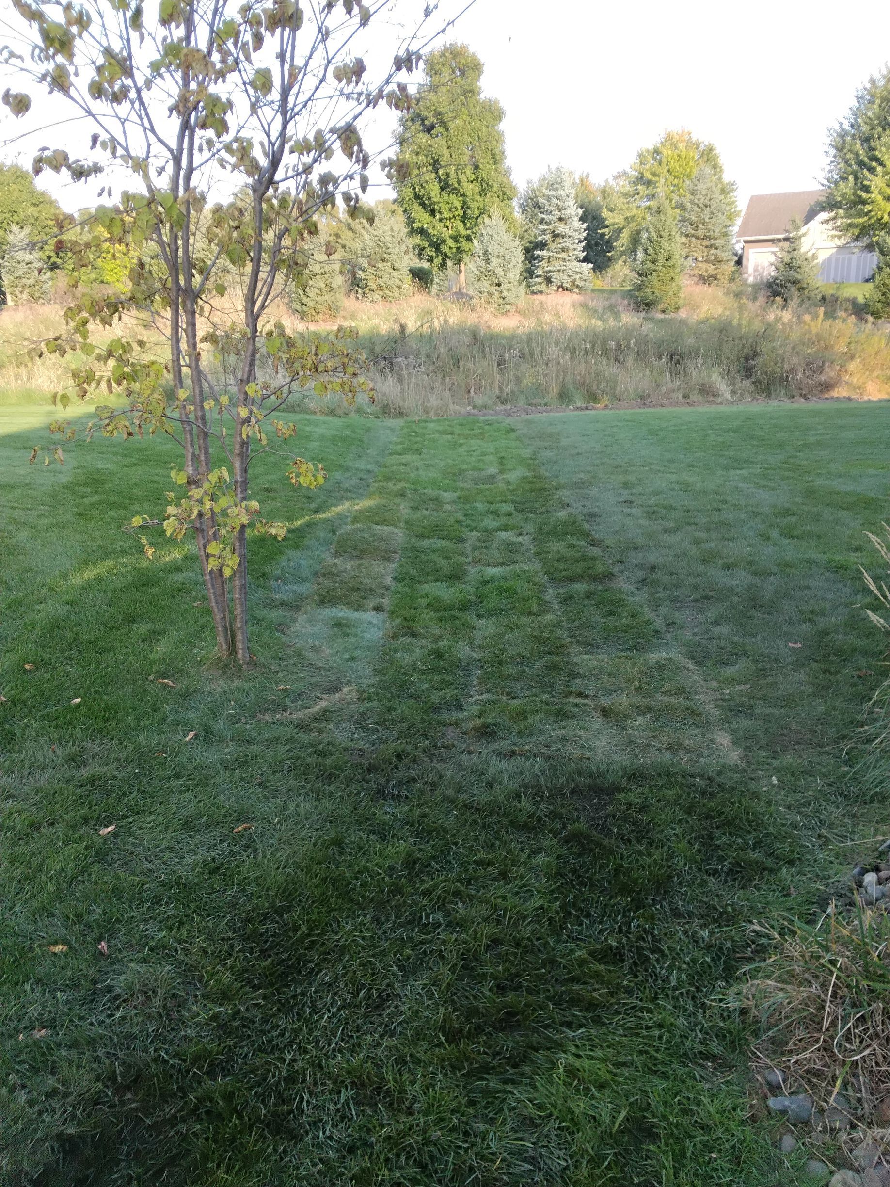 KG Landscape crew installing sod where French drain was installed to repair lawn space disturbed by trenching 
