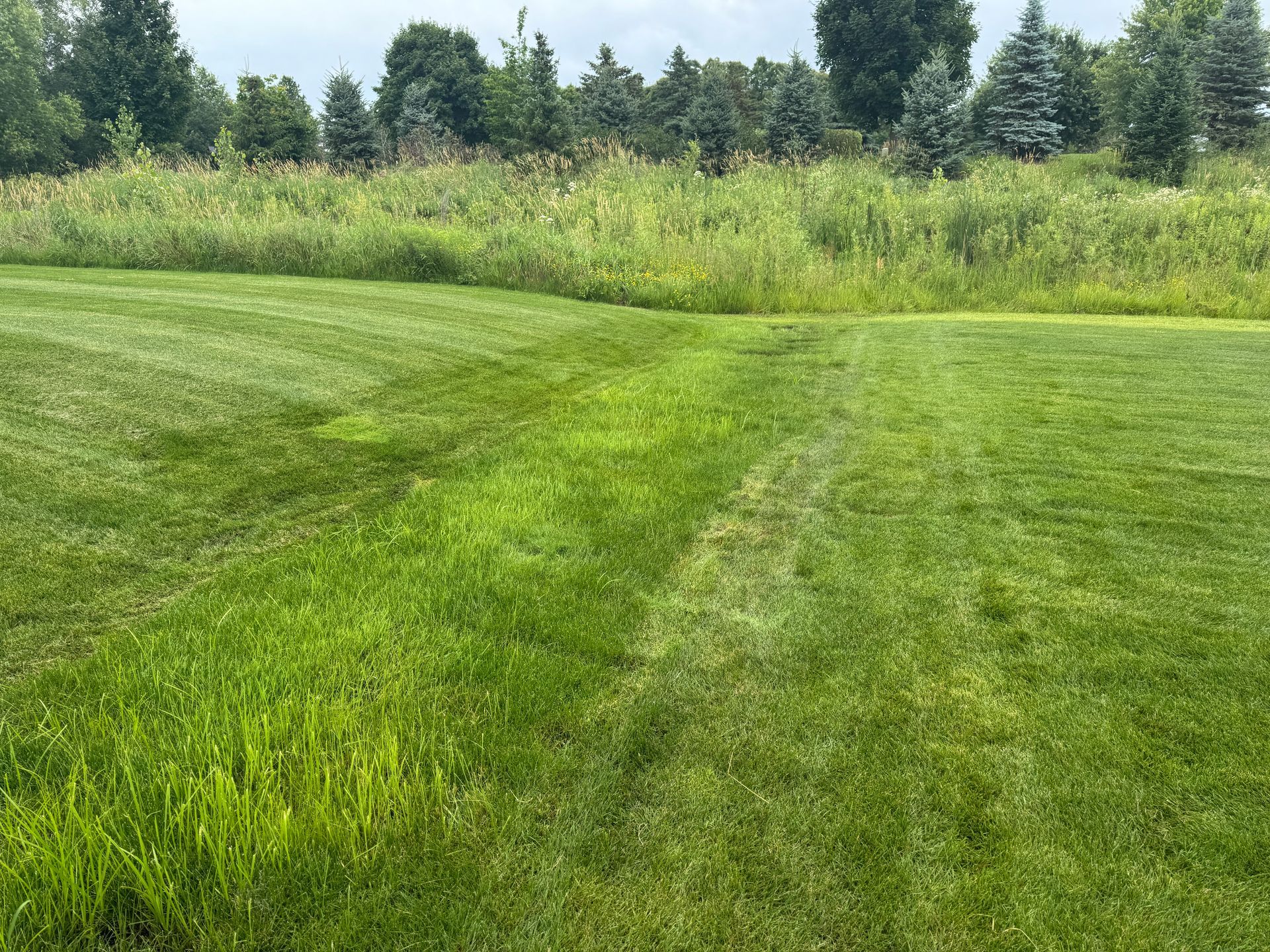 drainage+lawn+swale+area+so+wet+the+grass+cant+be+mowed+its+too+muddy+so+grass+is+very+long+and+sedge+is+growing+MN