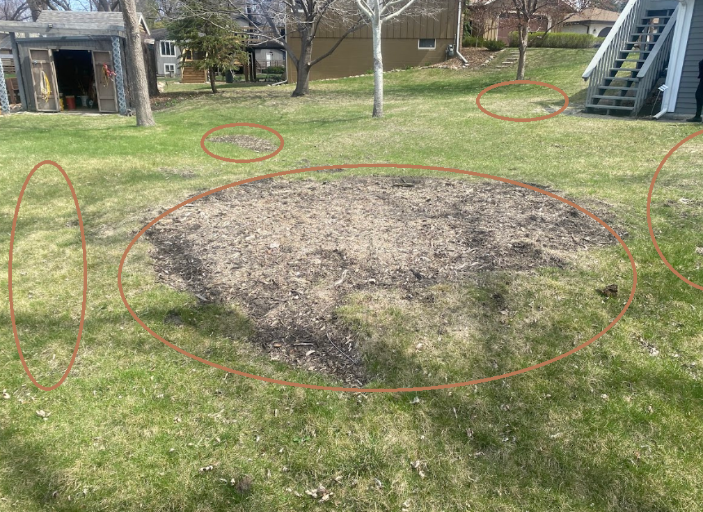 drainage+lawn+swale+area+so+wet+the+grass+cant+be+mowed+its+too+muddy+so+grass+is+very+long+and+sedge+is+growing+MN