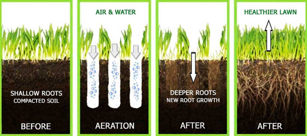 A picture of a lawn before and after being fertilized.