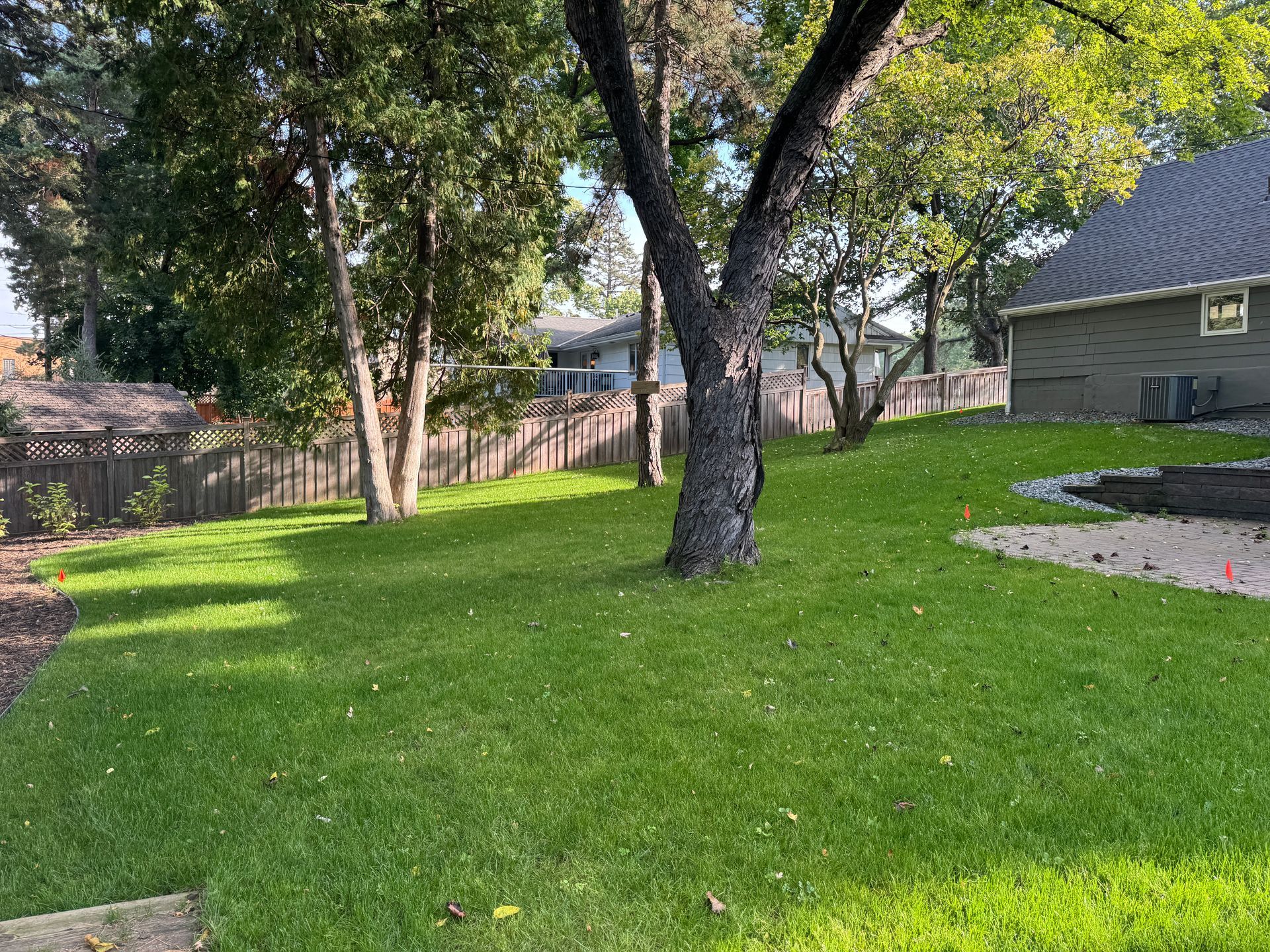 5 weeks After picture of newly seeded lawn in Edina MN after seeding blankets were removed shows nice thick green grass