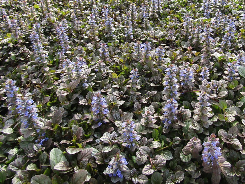 A field of purple flowers and green leaves