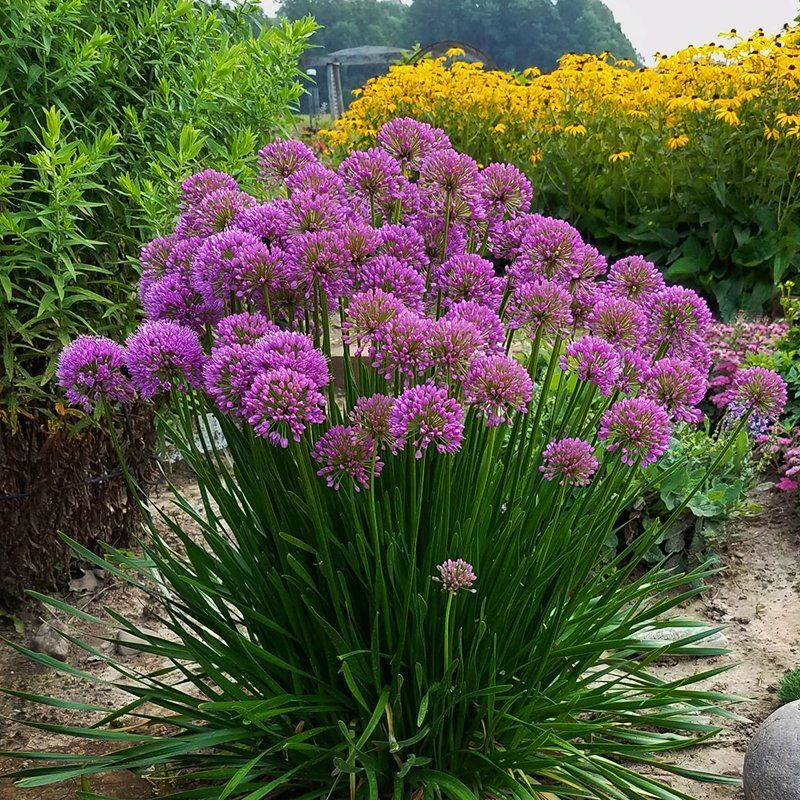 A bush with purple flowers and green leaves in a garden