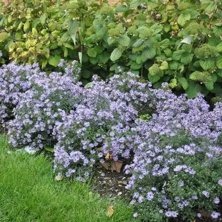 A row of purple flowers growing in a garden.