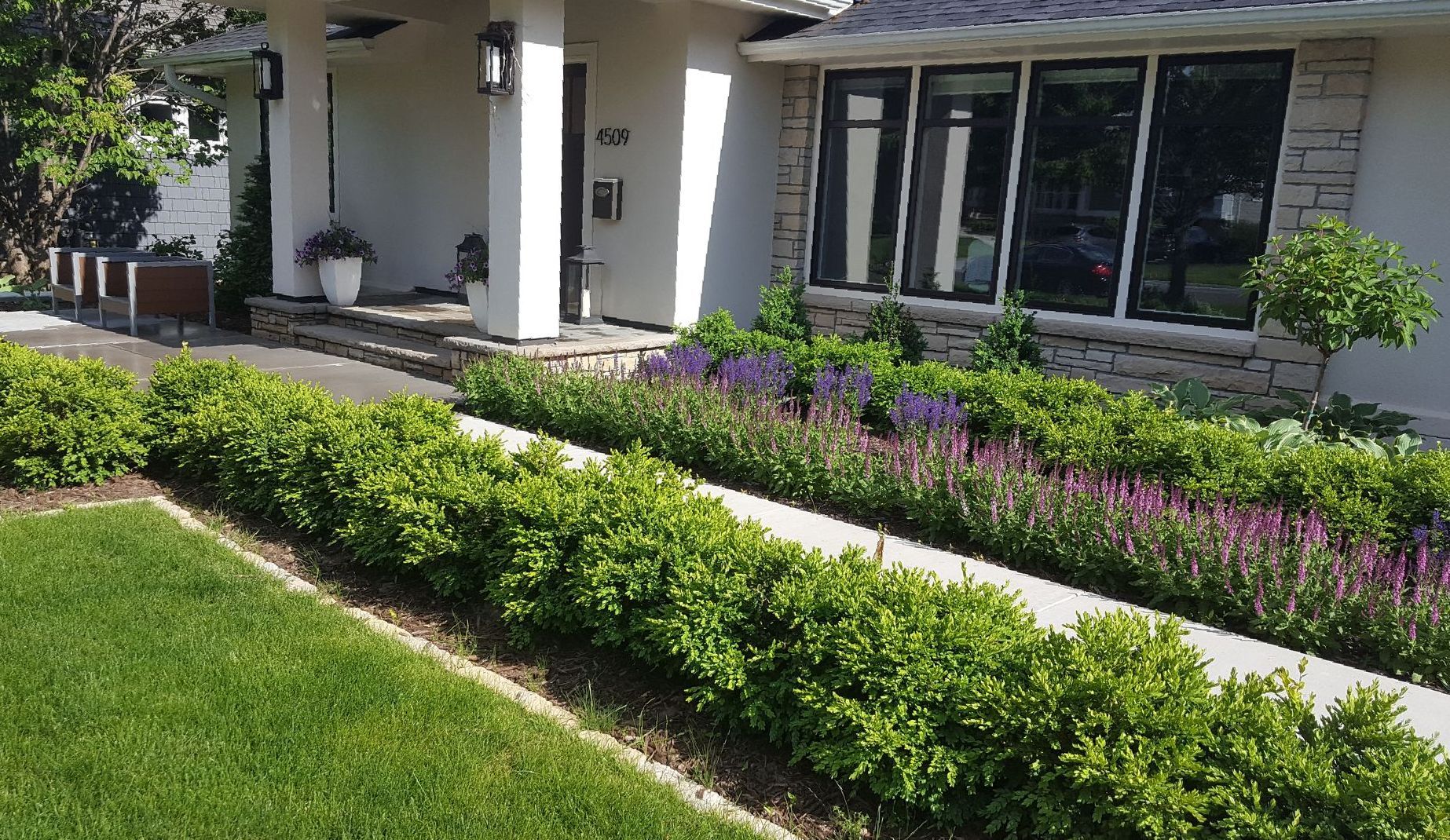 Beautiful-front-yard-landscaping-with-salvia-boxwoods-hydrangea-tree-rambler-Edina-MN-KG-Landscape