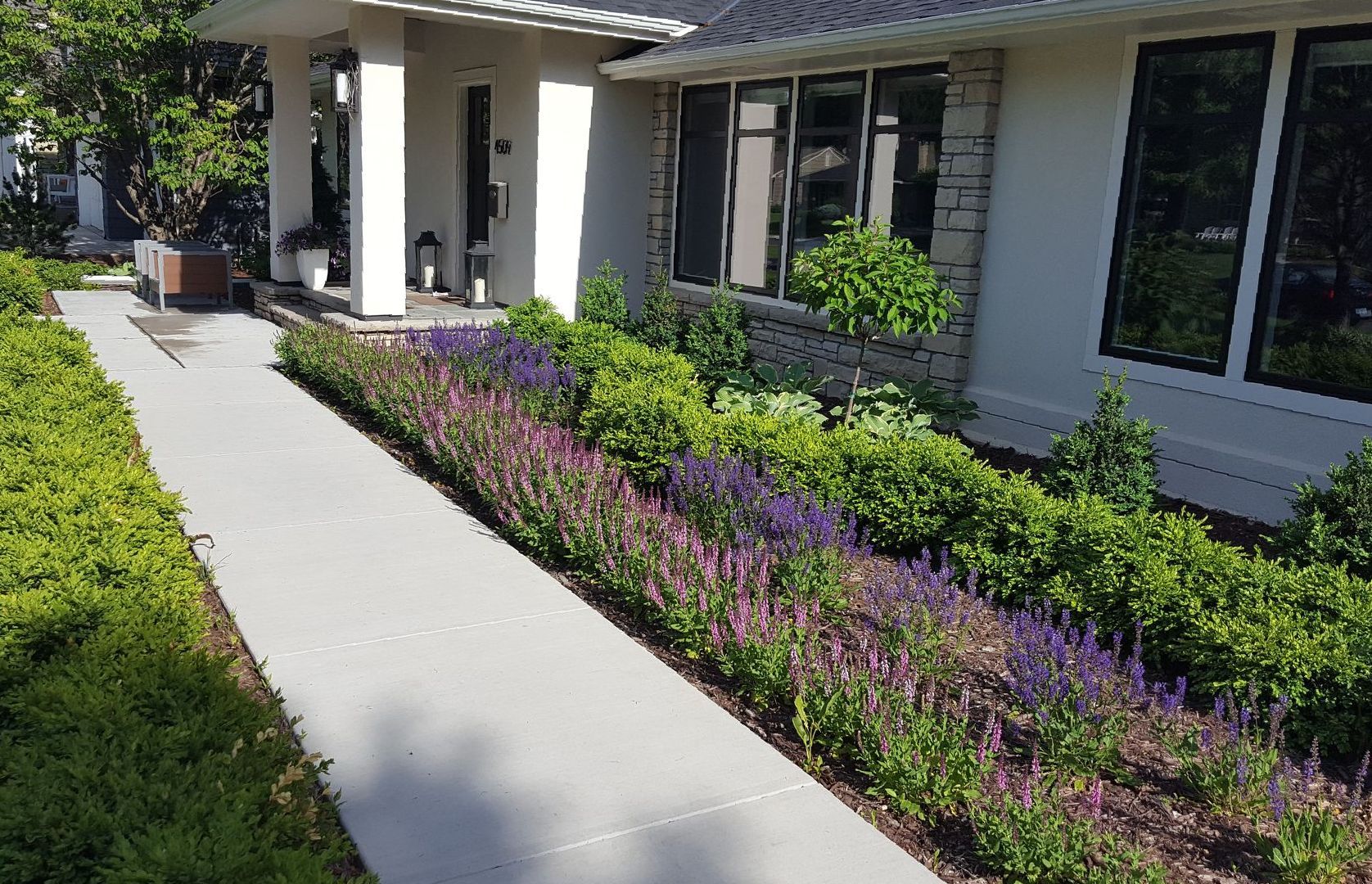 Beautiful-front-yard-modern-landscaping-with-pink-purple-flowers-boxwoods-rambler-Edina-MN-KG-Landscape-Designer