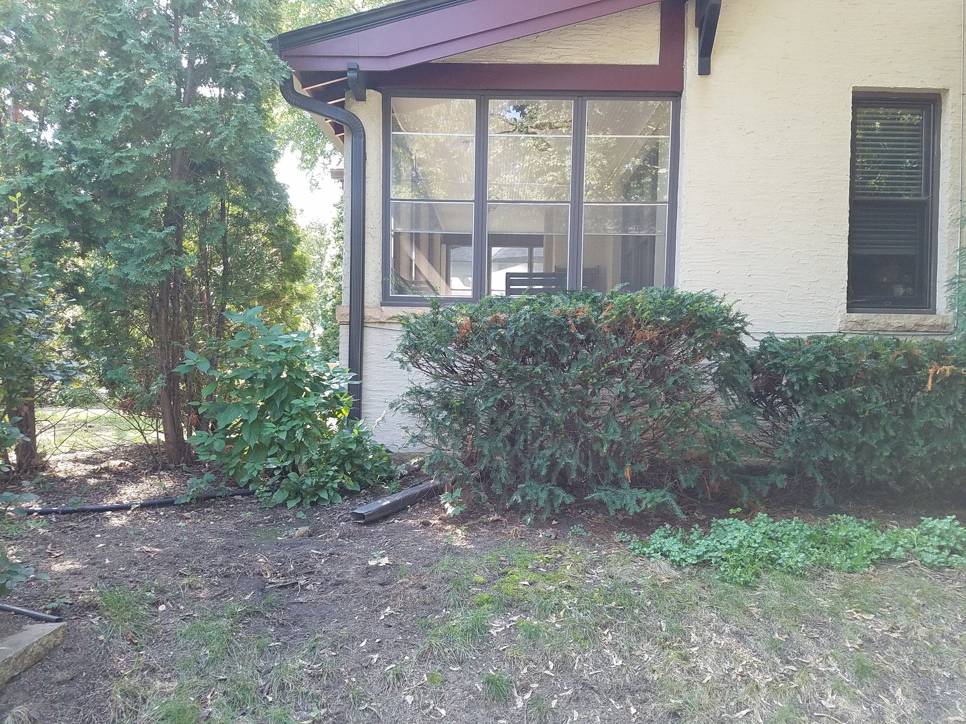Before photo of overgrown shrubs, thin grass, and downspout water washing out the lawn in a Minneapolis backyard.