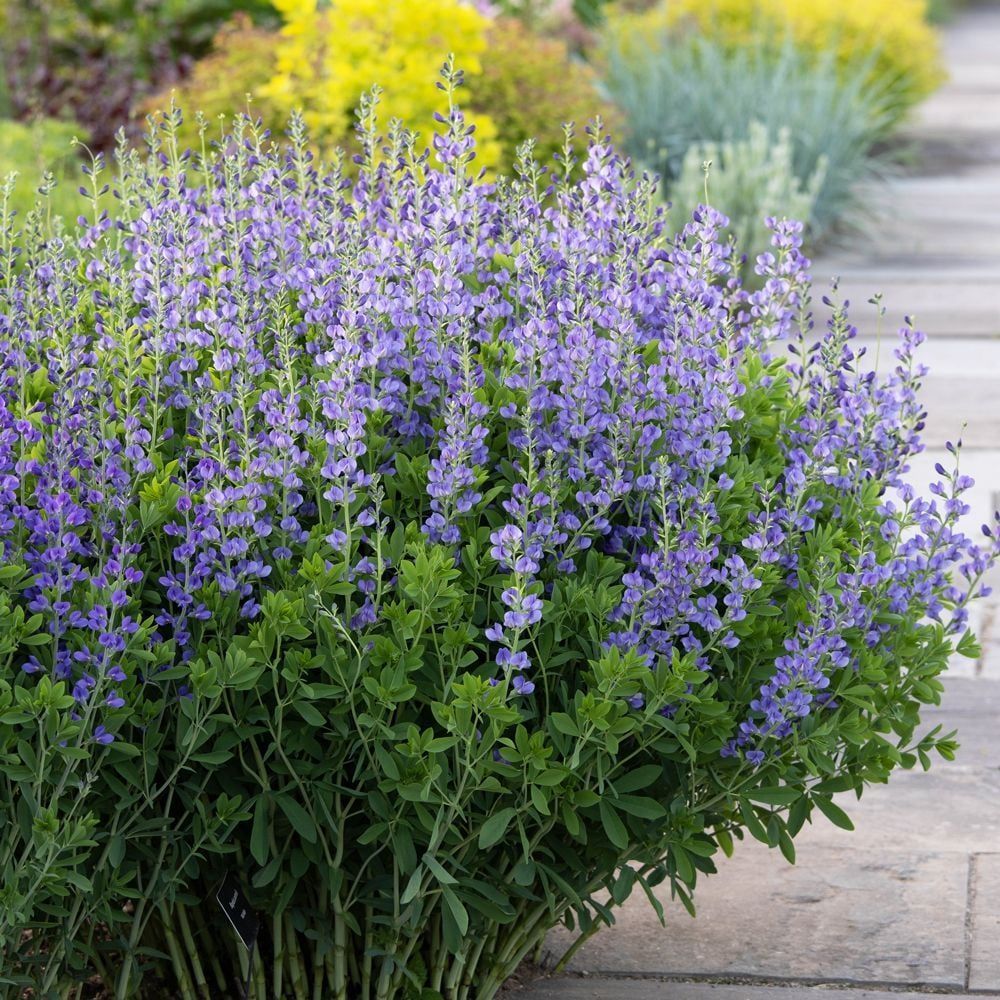 A bush with purple flowers and green leaves is growing on a sidewalk.