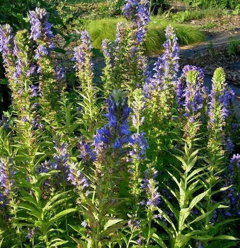 A bunch of purple flowers are growing in a garden