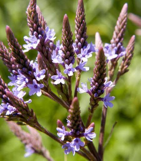 A bunch of purple flowers are growing on a plant