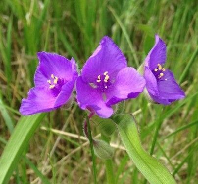 Three purple flowers are growing in the grass.