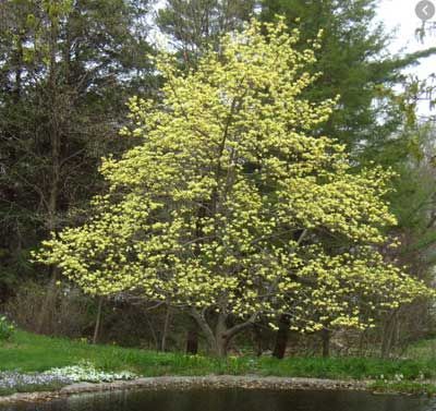 A tree with yellow flowers is standing next to a body of water.