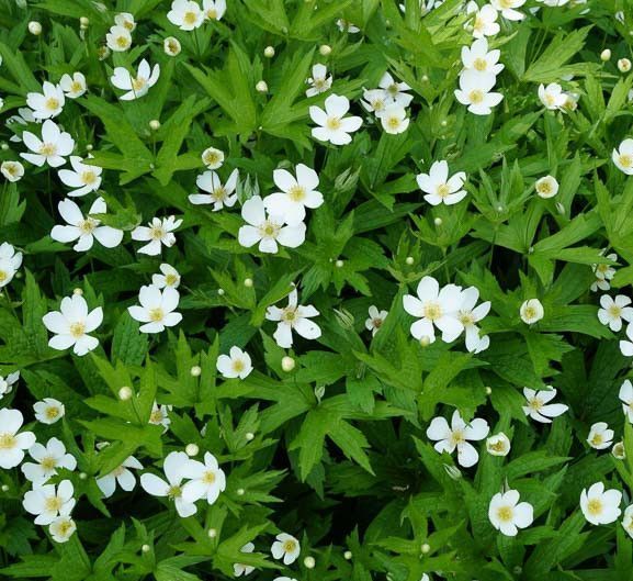 A bush with white flowers and green leaves