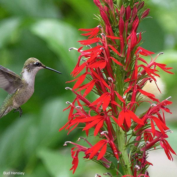 A hummingbird is perched on a red flower