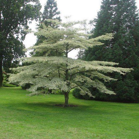 A tree with white leaves is in the middle of a lush green field