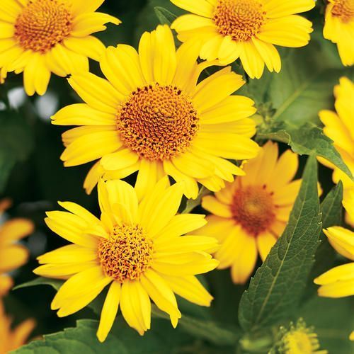 A bunch of yellow flowers are surrounded by green leaves