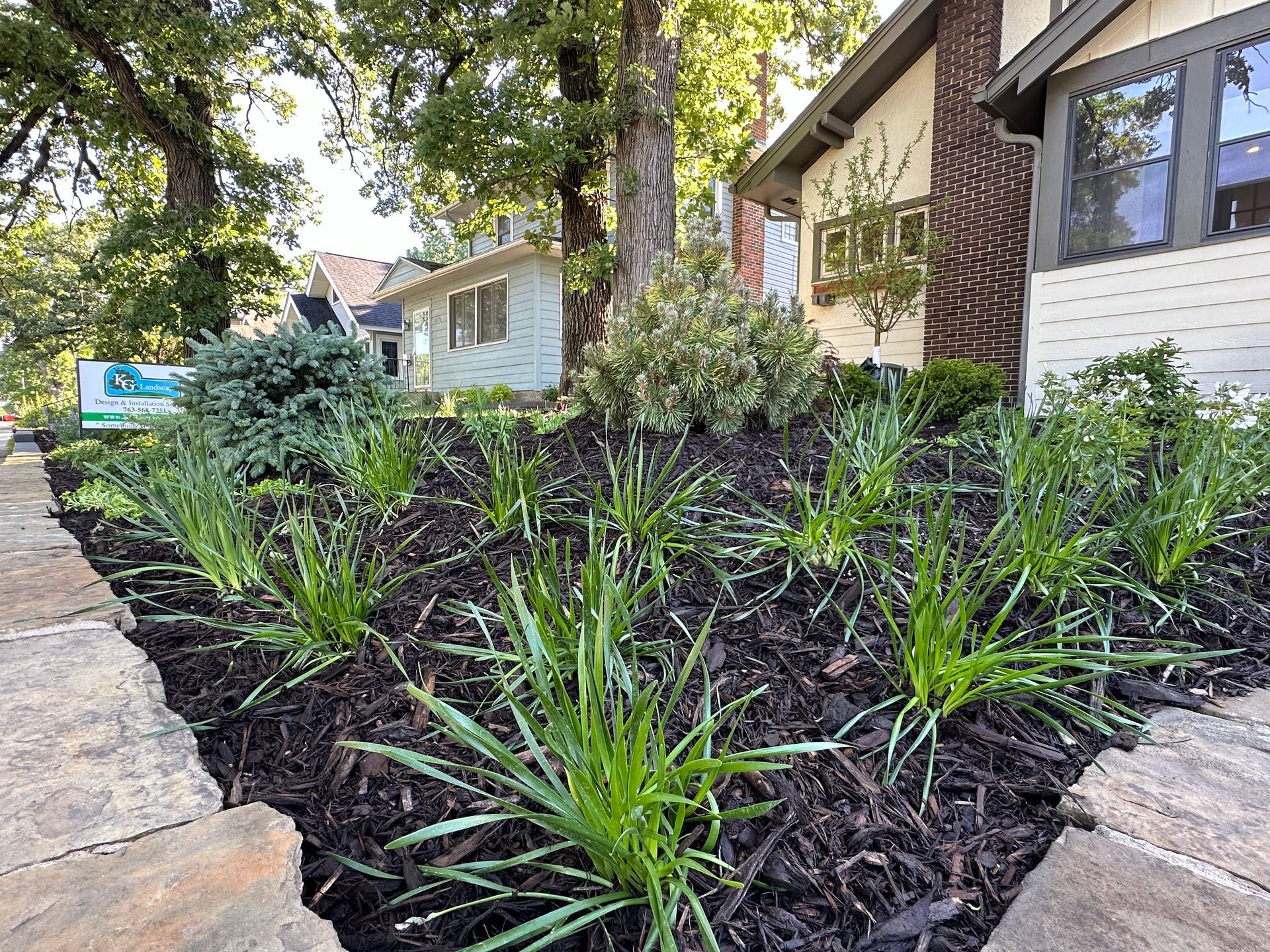 Front+Yard+Low+Maintenace+Landscaping+Design+Alliums+evergreens+mulch+Minneapolis+MN+KG+Landscape