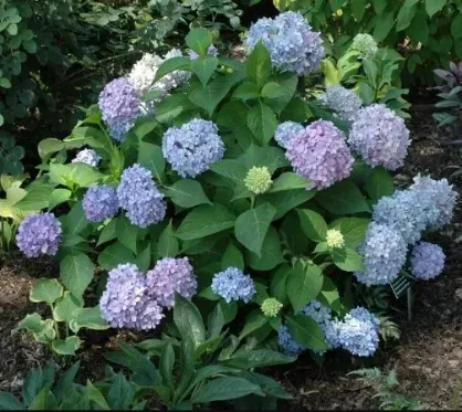 A bush with purple and blue flowers and green leaves