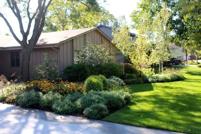 beautiful layered front yard planting landscaping colorful with birch trees hostas rudbeckia arborvitaes dogwoods designed by KG Landscape in Plymouth MN  
