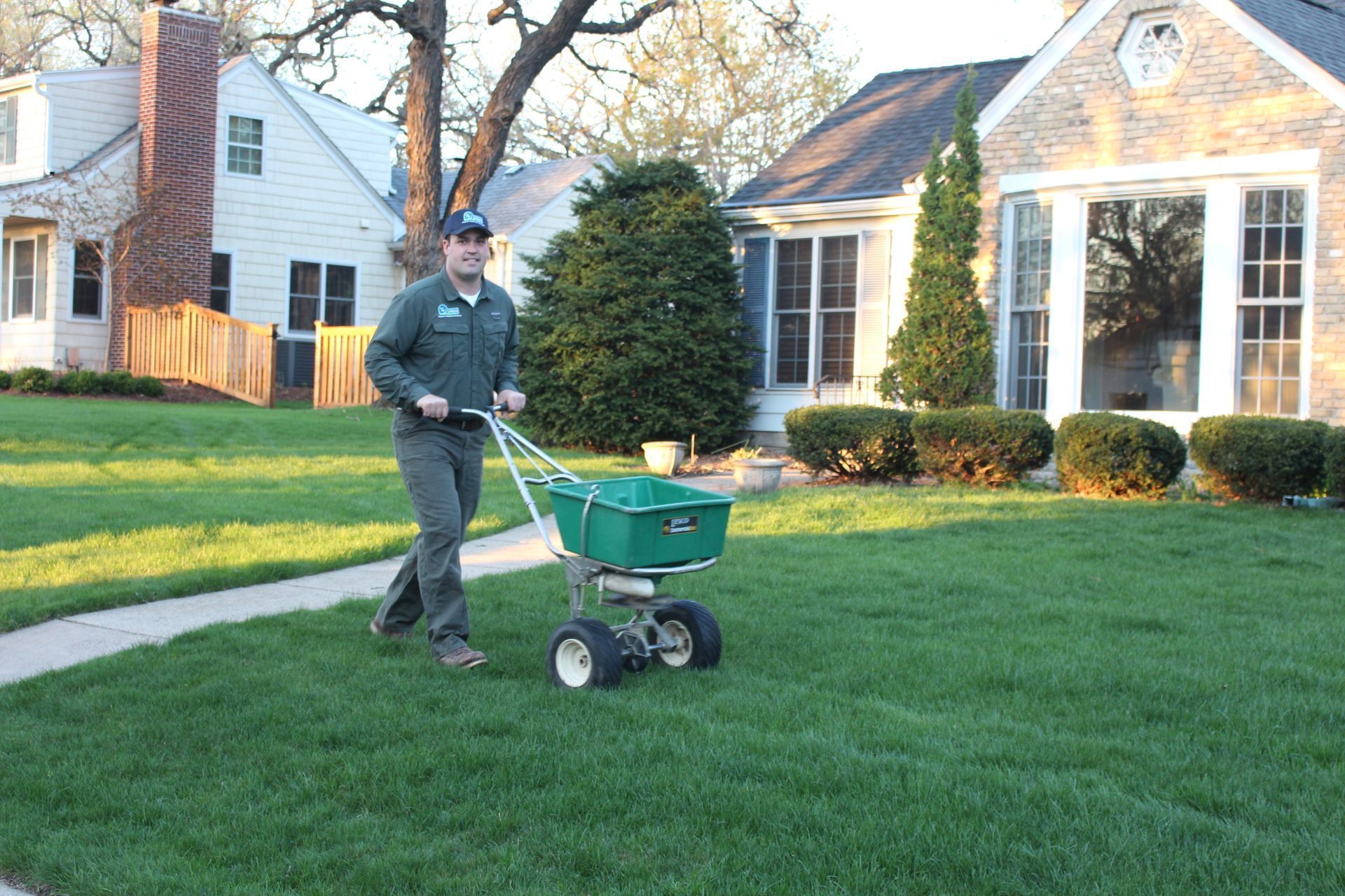 A man is spreading fertilizer on a lush green lawn