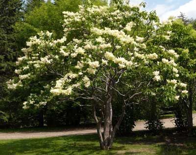 A tree with white flowers and green leaves in a park.