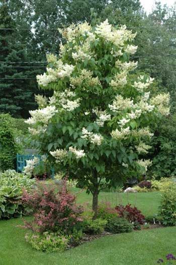 A tree with white flowers is in the middle of a garden.