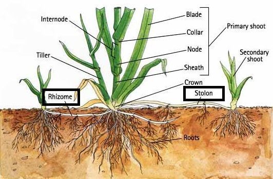 A diagram showing the parts of a plant including the roots