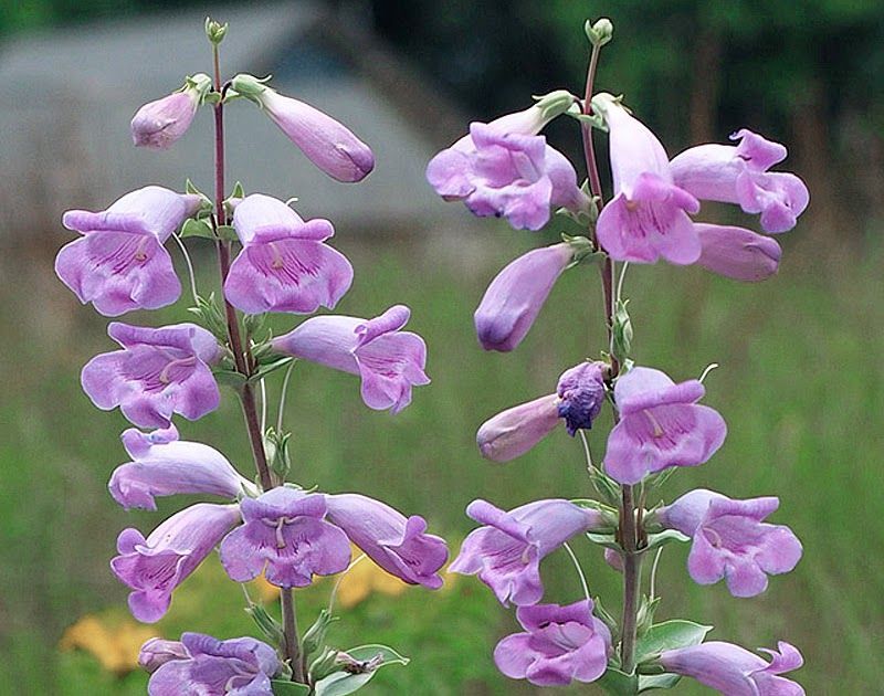 A bunch of purple flowers are growing on a plant