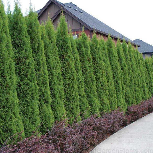chinese fringe plant Ruby Loropetalum - 1 Gallon / 3-Pack
