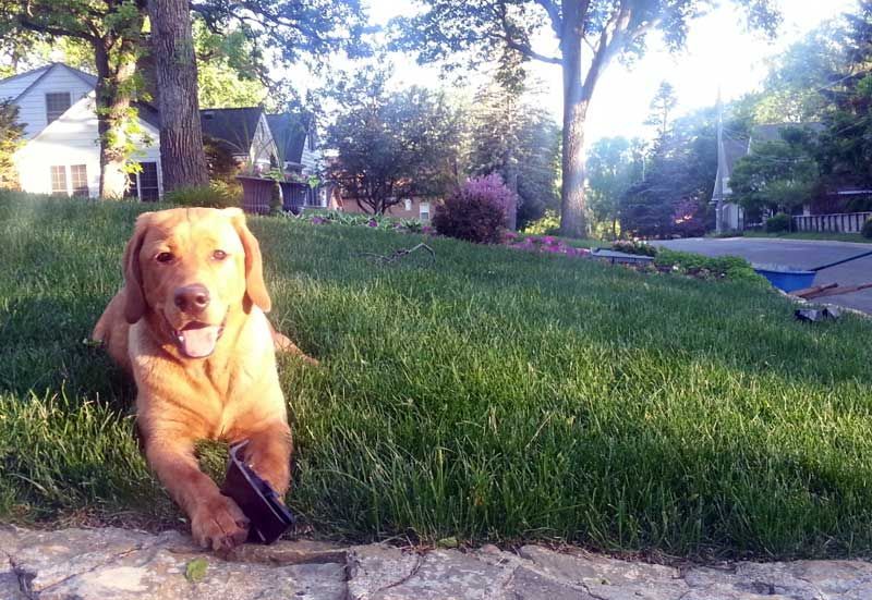 A dog is laying in the grass with its tongue out