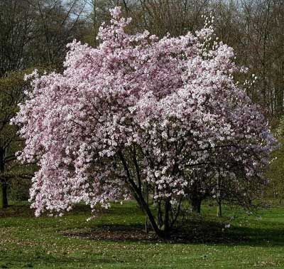 A tree with pink flowers is in the middle of a park.