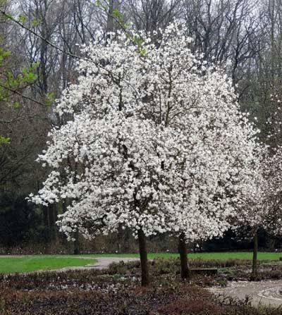 A tree with lots of white flowers is in a park.