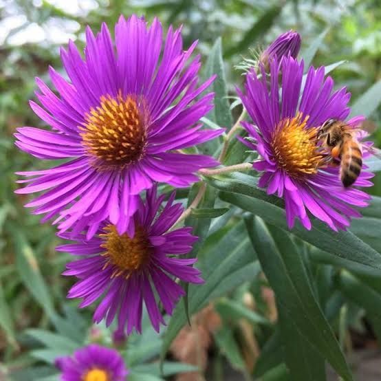 A bee is sitting on a purple flower