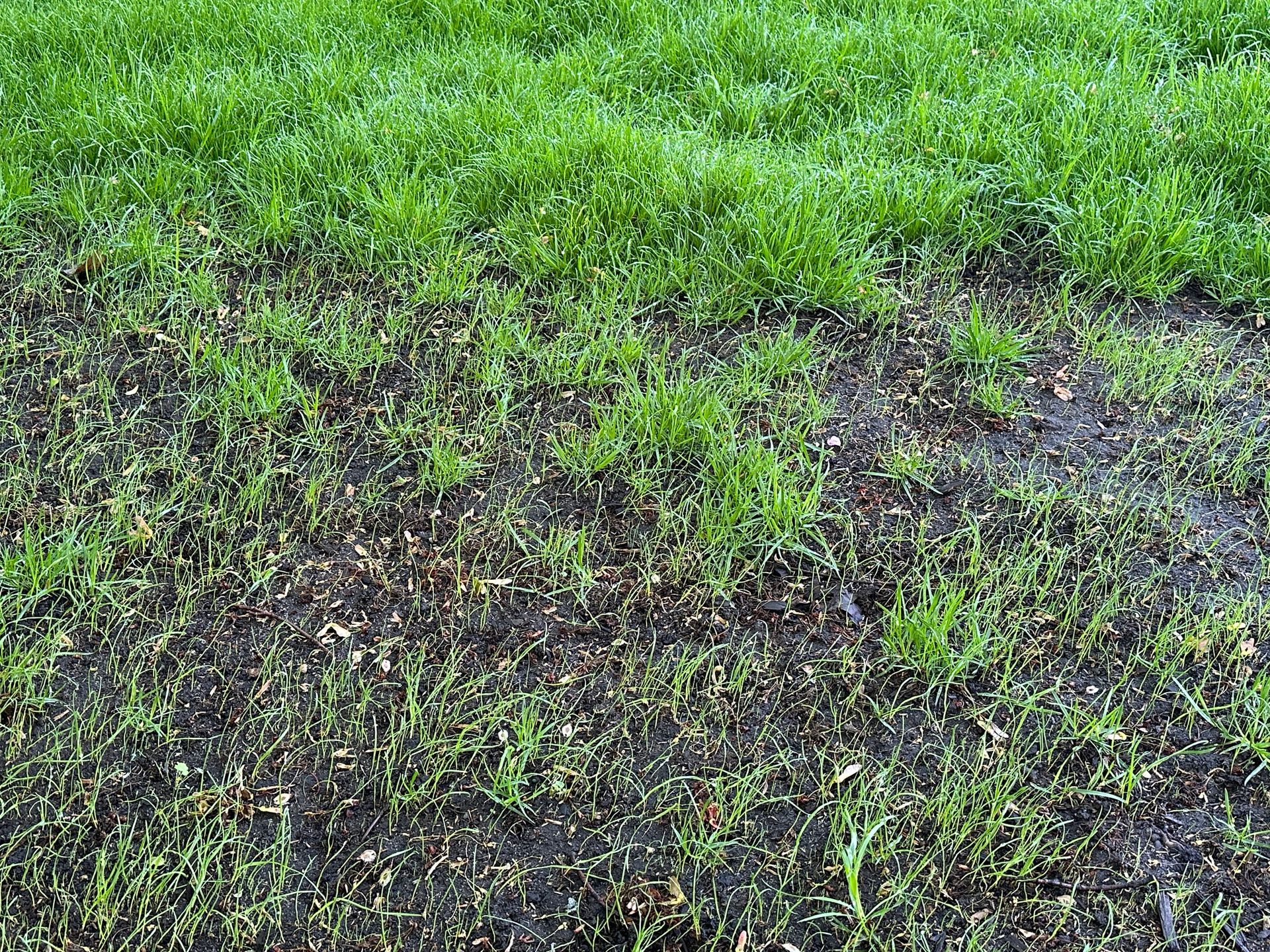 Lawn renovations before and after picture of aeration and overseeding in Minnetonka MN KG Landscape 
