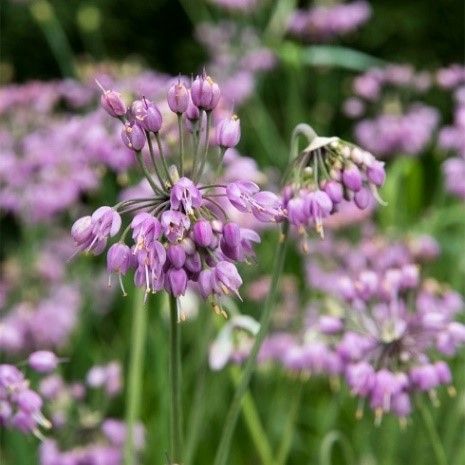 A bunch of purple flowers are growing in the grass