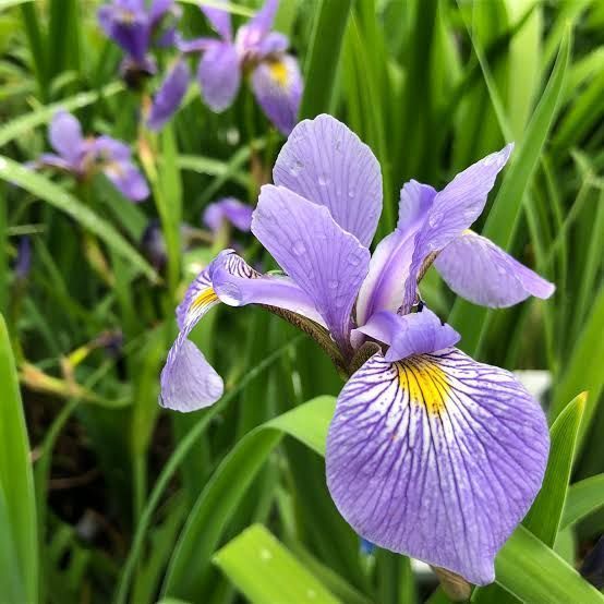 A close up of a purple flower with a yellow center