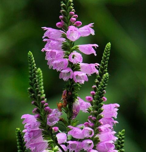 A close up of a bunch of purple flowers with green stems