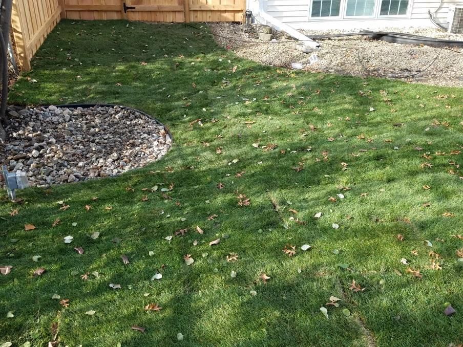 A lush green lawn with a wooden fence in the background.