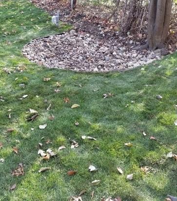 A rabbit is standing in the grass next to a tree.