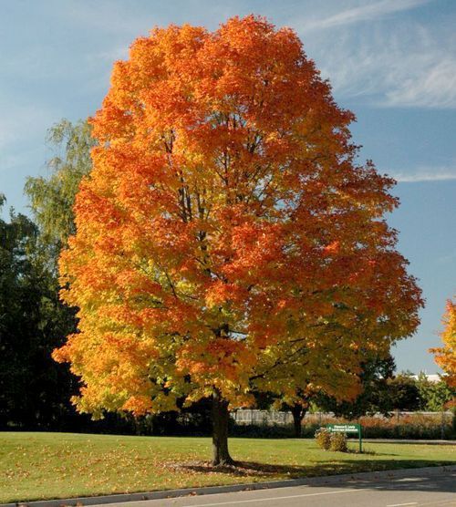 Types Of Maple Trees In Machusetts Usa Images Of Map - Infoupdate.org