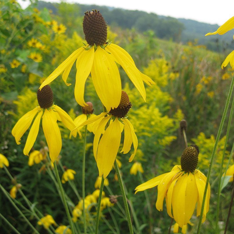 A bunch of yellow flowers are growing in a field