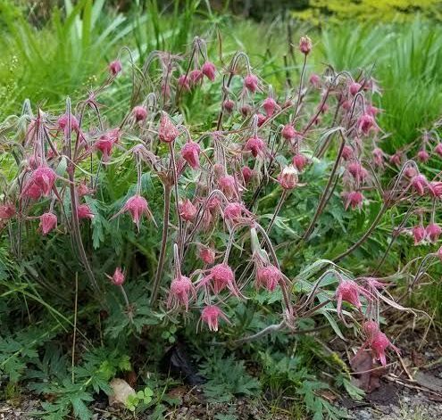 A bush with pink flowers and green leaves in a garden