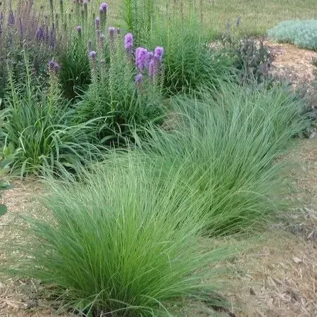 A garden filled with lots of grass and purple flowers.