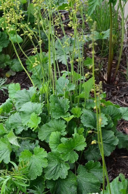 A close up of a plant with green leaves and yellow flowers